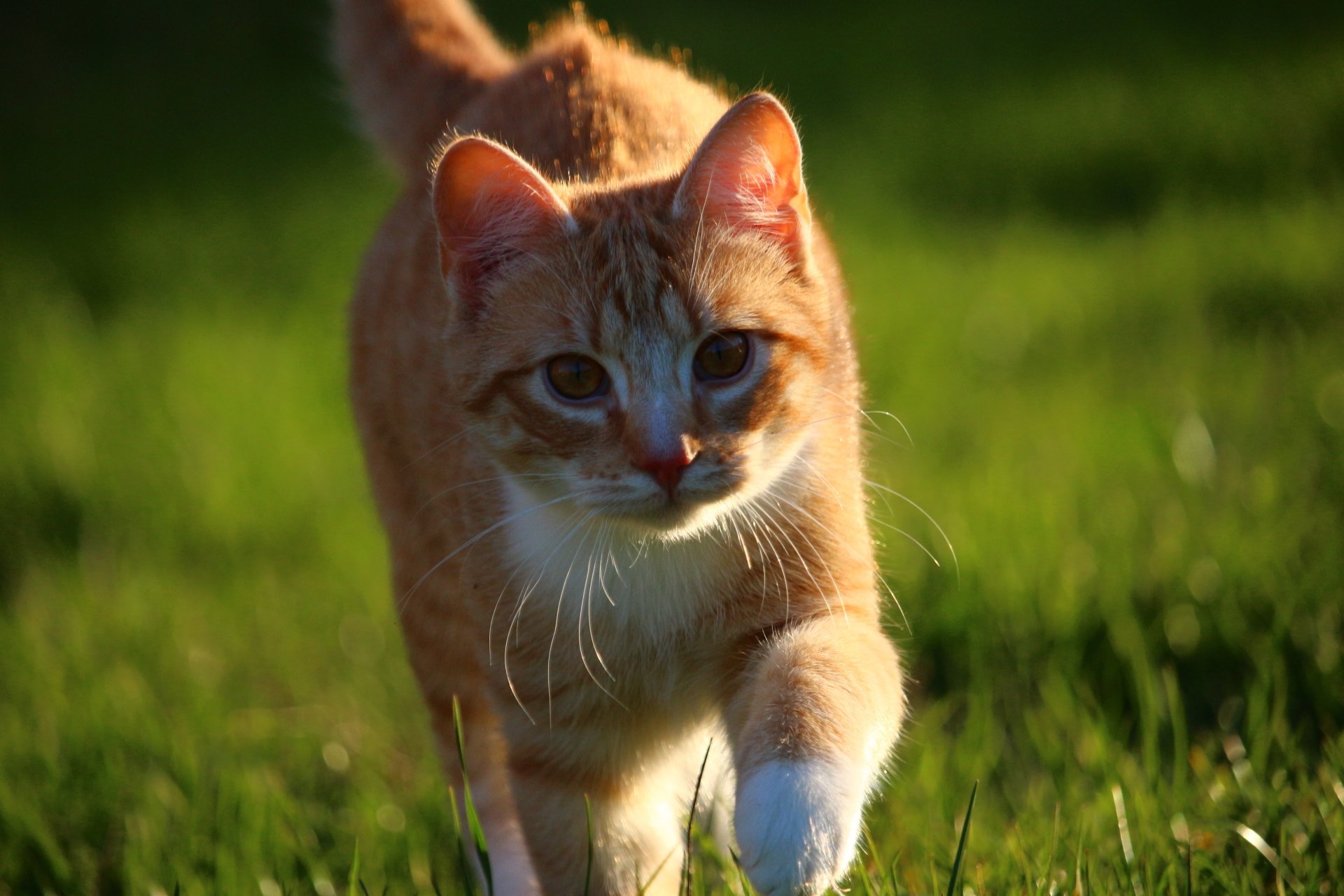 Sunny close-up of a ginger kitten walking through blurred green grass — high-resolution 5K Ultra HD PC desktop wallpaper of a cat.