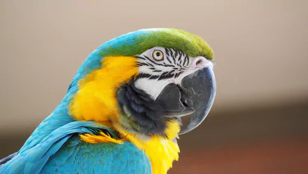  Close up of a blue and yellow Macaw by JakeWilliamHeckey
