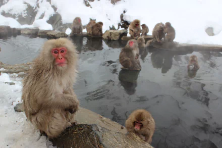  Japanese Macaque in Jigokudani Monkey Park Japan by andrew_t8