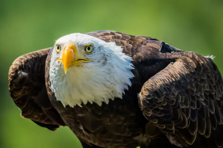 Close-up HD image of a bald eagle, a powerful bird of prey, with sharp yellow eyes and a striking white head against a blurred green background.
