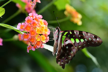  Tailed jay (Graphium agamemnon species) by SHAWSHANK61