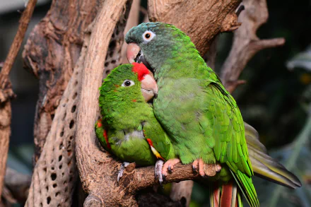 Two vibrant green parrots perched closely together on a branch, surrounded by natural wood textures. This stunning image serves as a captivating 4K Ultra HD desktop wallpaper.