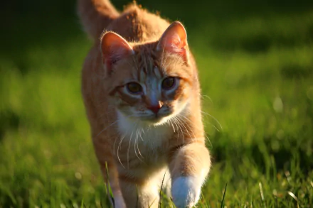 Sunny close-up of a ginger kitten walking through blurred green grass — high-resolution 5K Ultra HD PC desktop wallpaper of a cat.