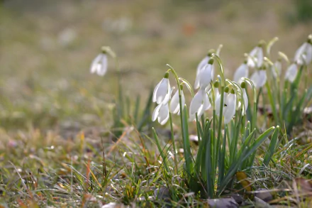 Close-up of white snowdrop flowers in grass with a soft blurred background — nature 4K Ultra HD PC desktop wallpaper and background.
