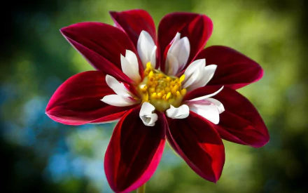  Beautiful Flower