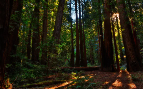 HD desktop wallpaper featuring a lush green redwood forest bathed in soft sunlight, showcasing towering trees and rich natural beauty.