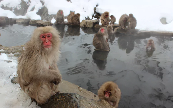 Japanese Macaque in Jigokudani Monkey Park Japan by andrew_t8