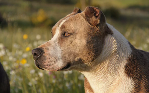 close-up head dog pit bull Animal american pit bull terrier HD Desktop Wallpaper | Background Image