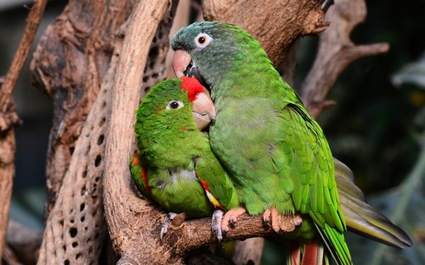 Animal Parrot Birds Parrots Bird HD Wallpaper | Background Image