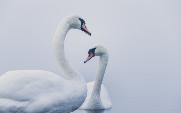Animal Mute swan Birds Swans Swan Bird HD Wallpaper | Background Image