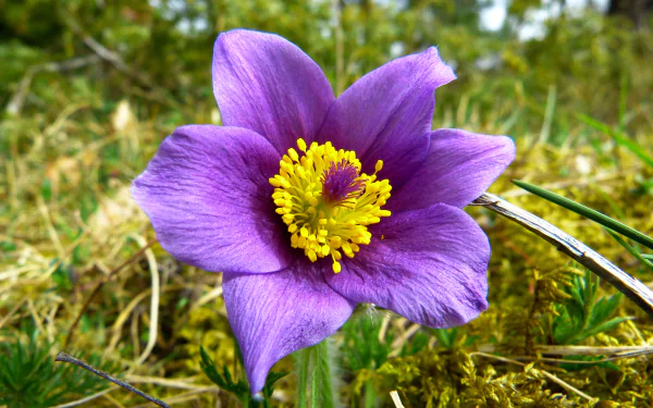  Pasque flower by LoggaWiggler