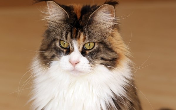 Animal Cat Cats Maine Coon HD Wallpaper | Background Image