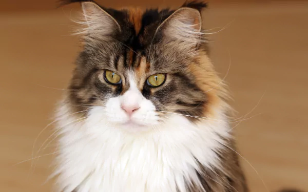Close-up of a Maine Coon cat with striking yellow eyes and fluffy fur, featured in 4K Ultra HD as a PC desktop wallpaper and background.
