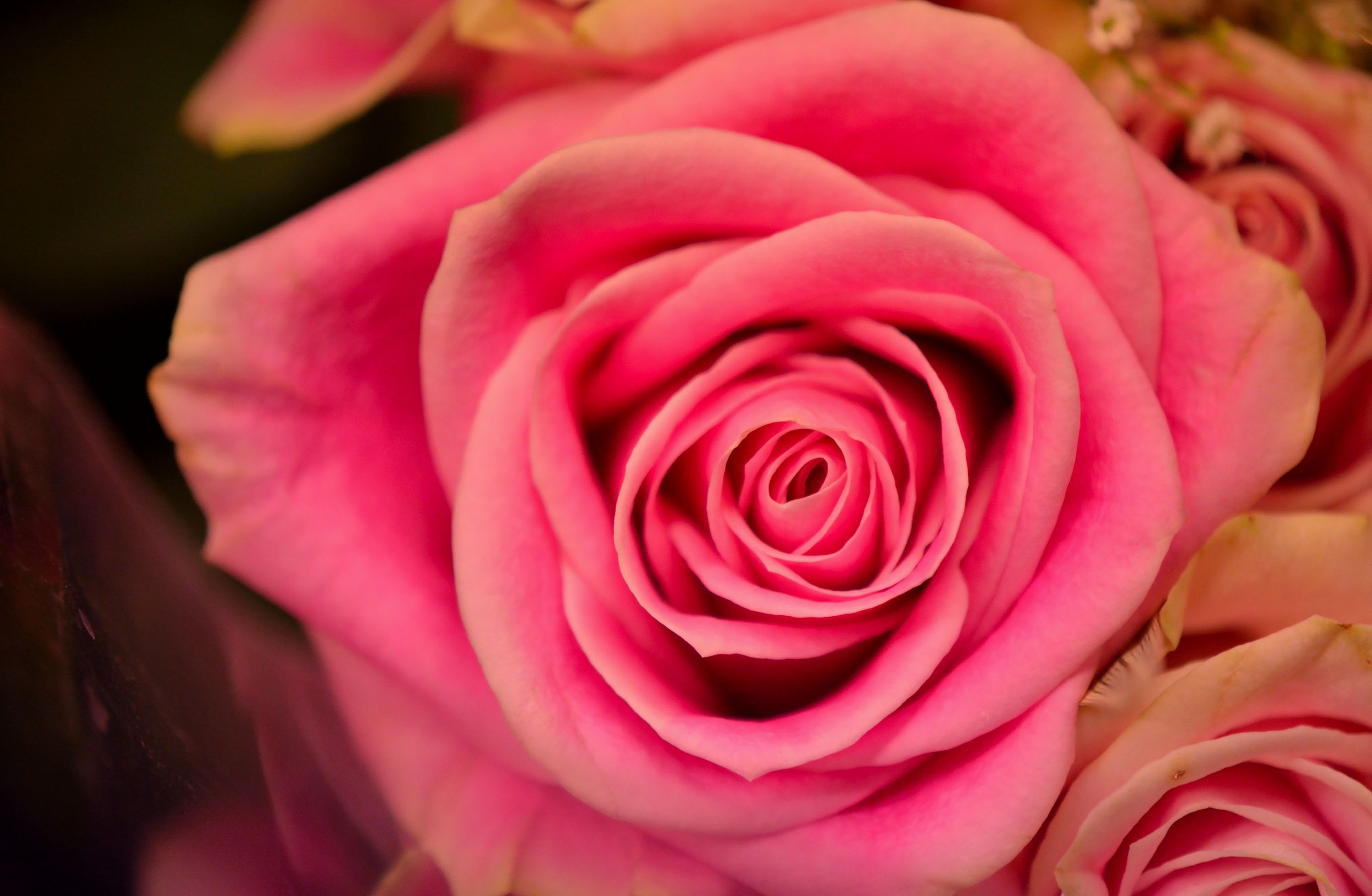 Pretty Pink Rose Hd Wallpaper Background Image 3000x1960