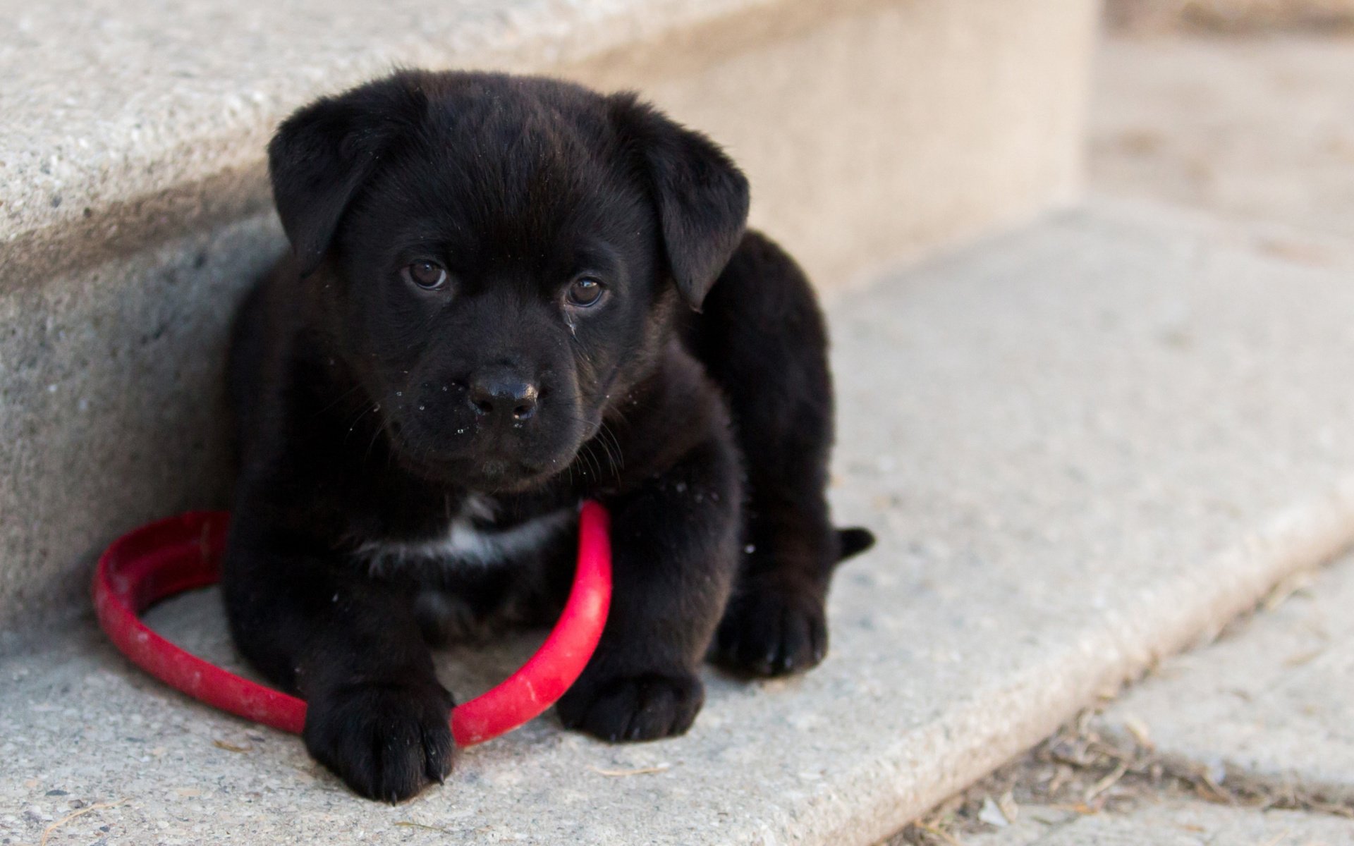 Cute Black Puppy