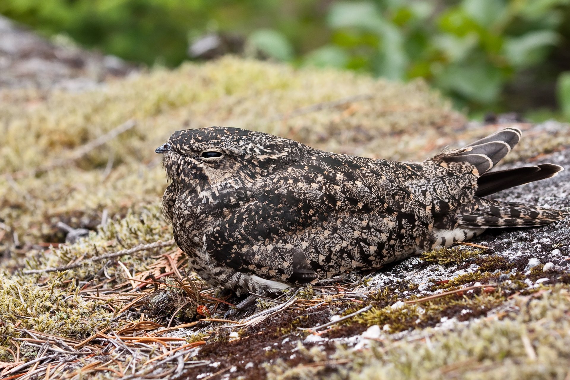 2K Quad HD PC desktop wallpaper/background: camouflaged nightjar resting on mossy ground, mottled brown-gray plumage blending with lichen and leaf litter.