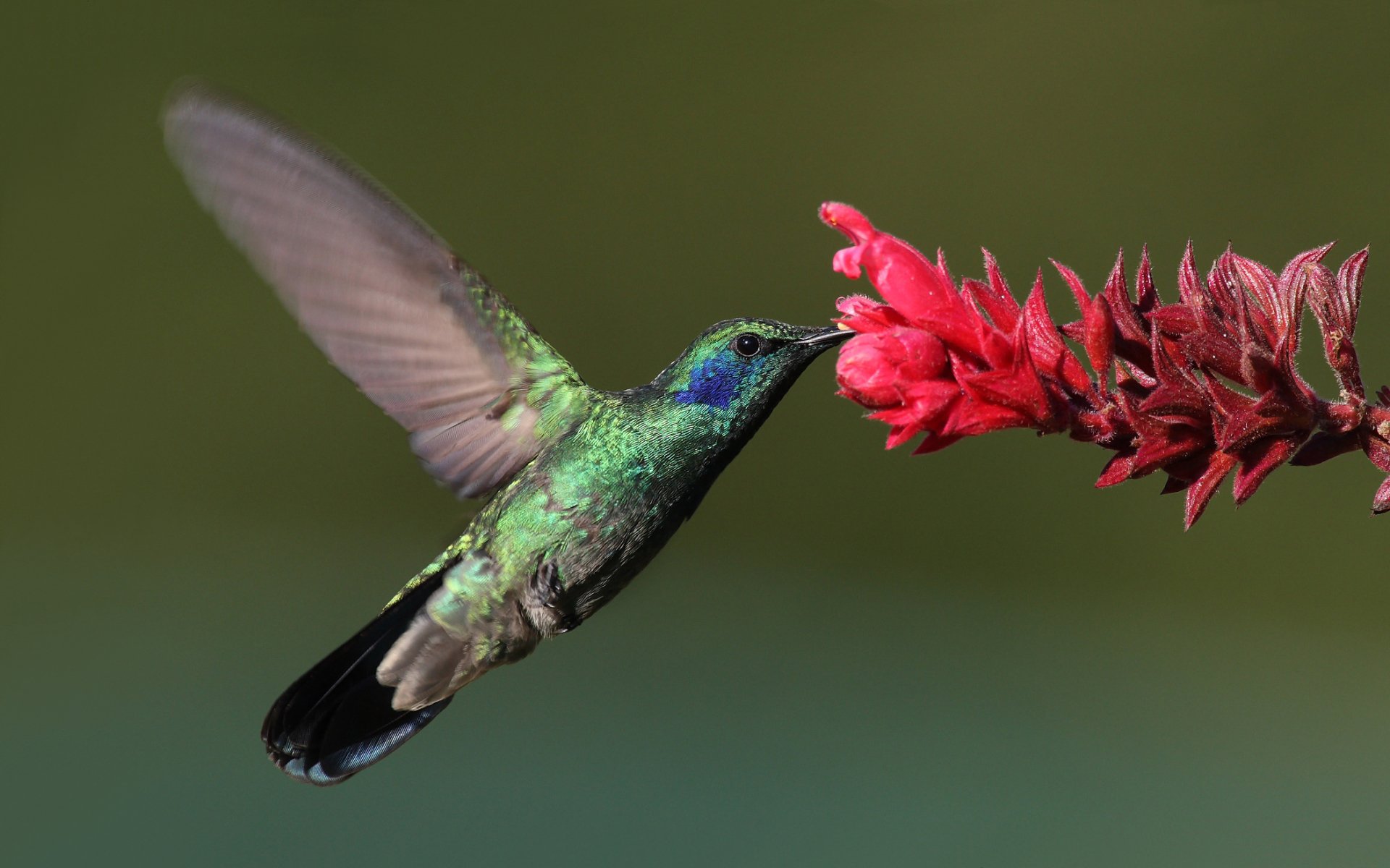 HD desktop wallpaper showcasing a vibrant green hummingbird feeding from a bright red flower against a soft green background.