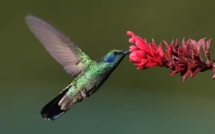 HD desktop wallpaper showcasing a vibrant green hummingbird feeding from a bright red flower against a soft green background.