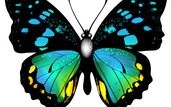  Blue and Yellow Butterfly