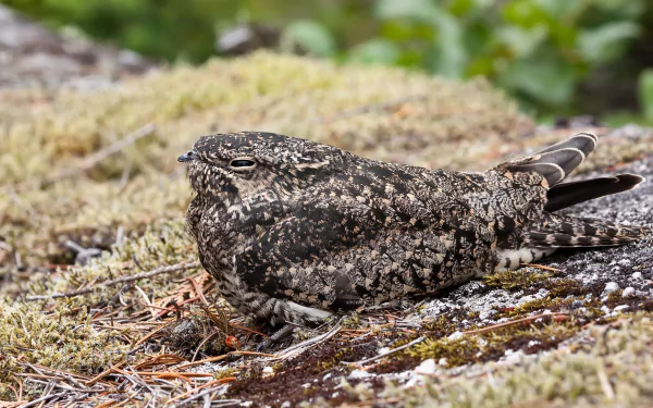 2K Quad HD PC desktop wallpaper/background: camouflaged nightjar resting on mossy ground, mottled brown-gray plumage blending with lichen and leaf litter.