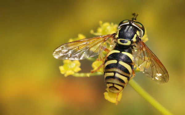 Animal hoverfly HD Desktop Wallpaper | Background Image