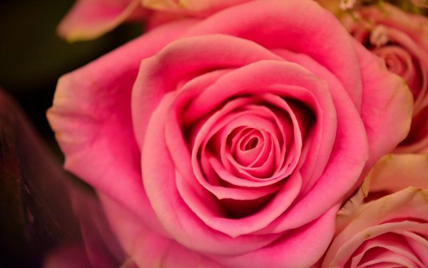 Earth Rose Flowers Flower Pink Rose Pink Flower HD Wallpaper | Background Image