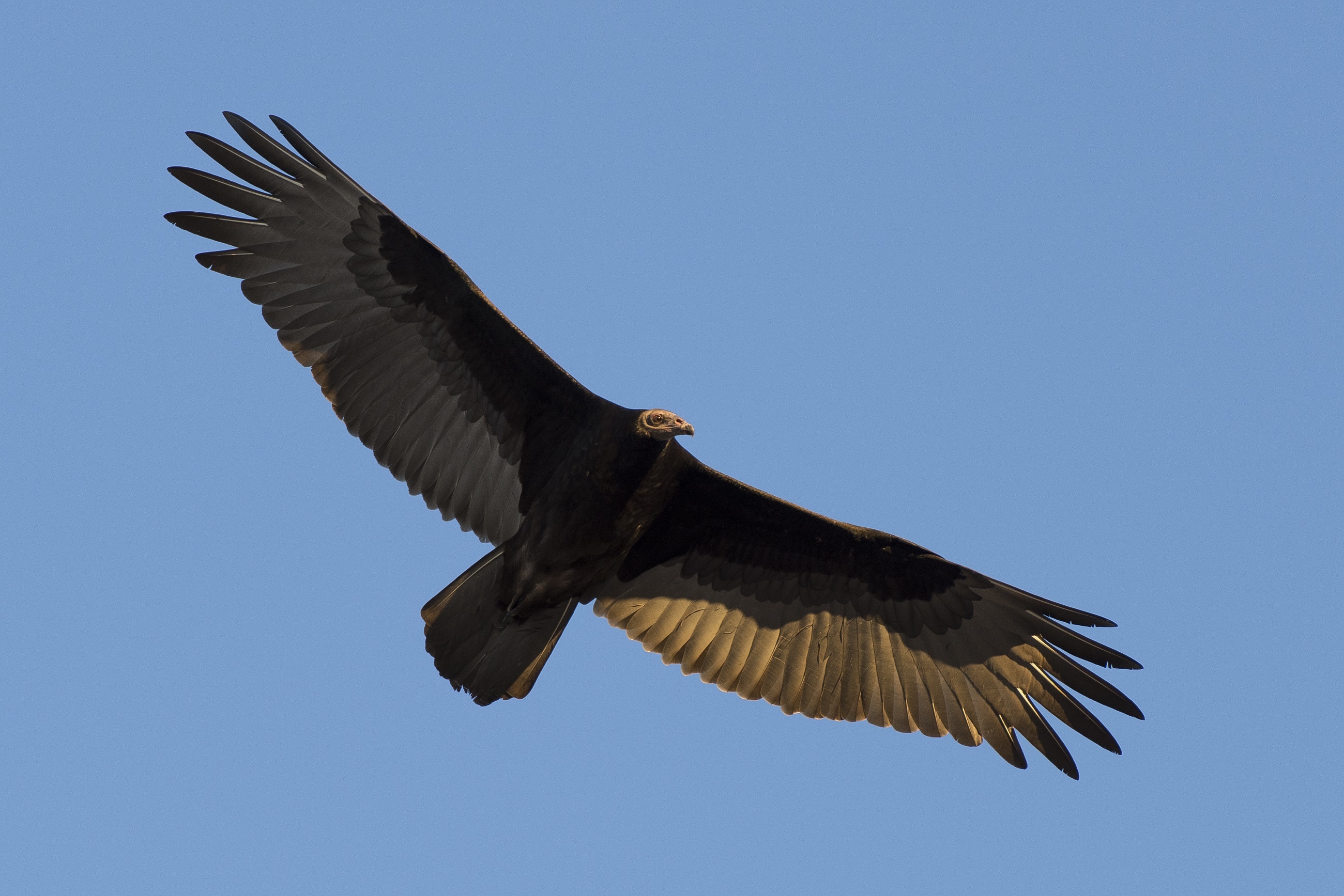 Turkey Vulture soaring high in the sky by skeeze