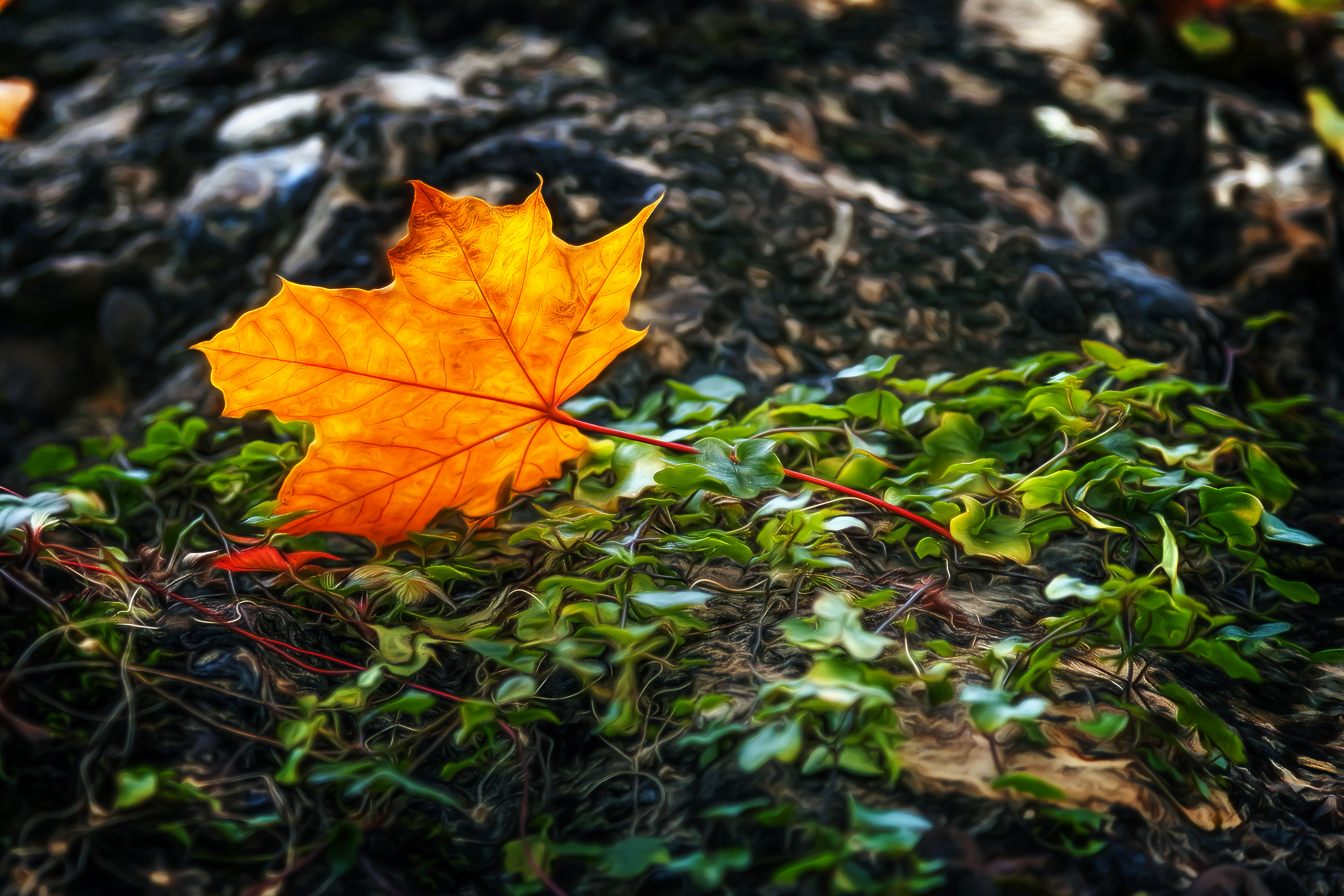 Leaf 4k Ultra HD Wallpaper | Background Image | 3889x2593