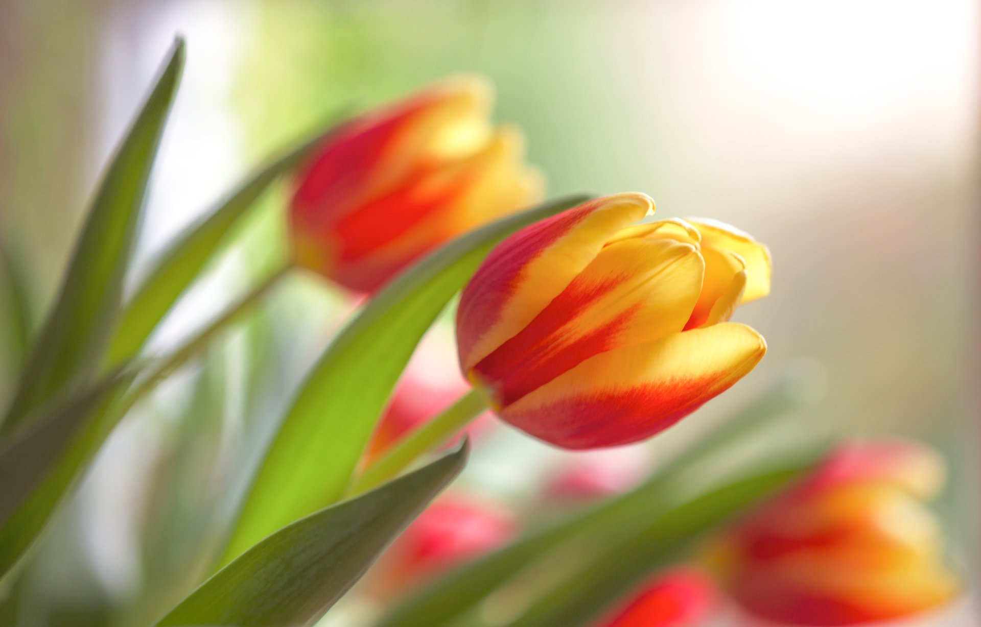 Close-up of orange and yellow tulips with green leaves and soft bokeh background — nature, flower, tulip; HD PC desktop wallpaper/background.
