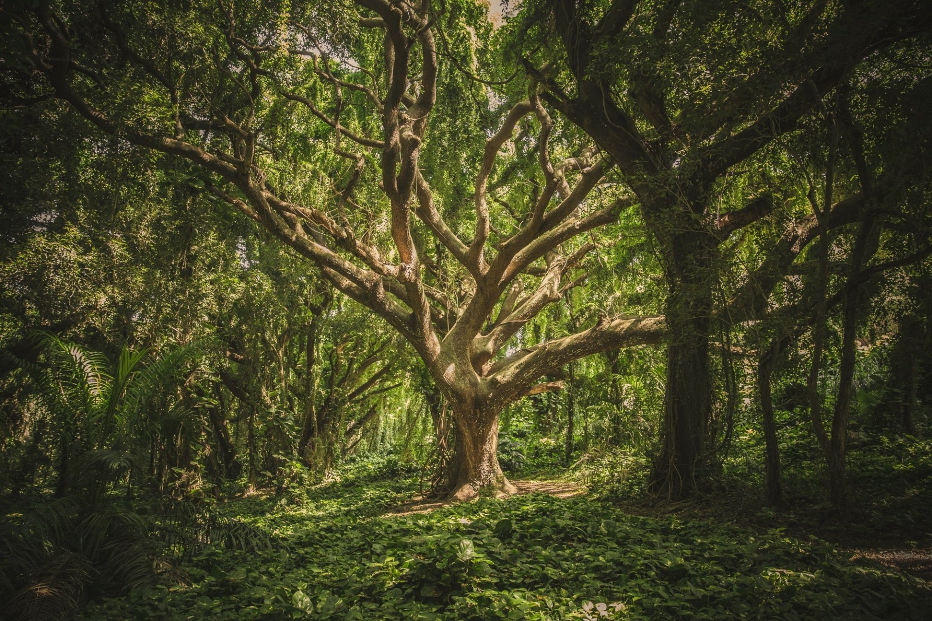 Download Forest Nature Tree HD Wallpaper | 2000x1333 | Wallpaper Abyss