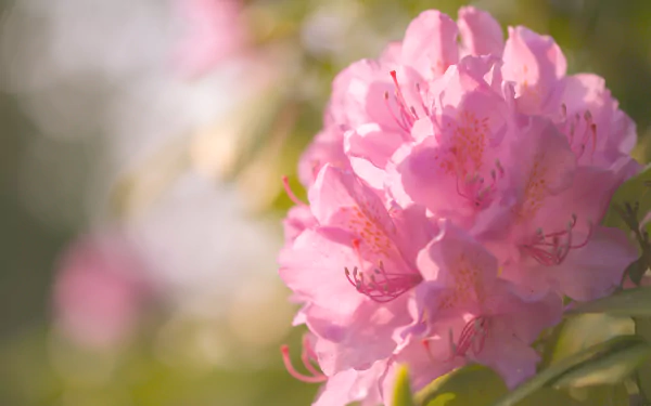 blur nature pink flower flower Rhododendron HD Desktop Wallpaper | Background Image