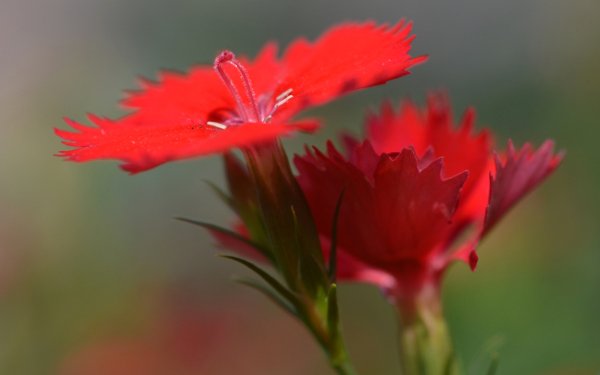Earth Carnation Flowers Close-Up Flower Nature Red Flower HD Wallpaper | Background Image
