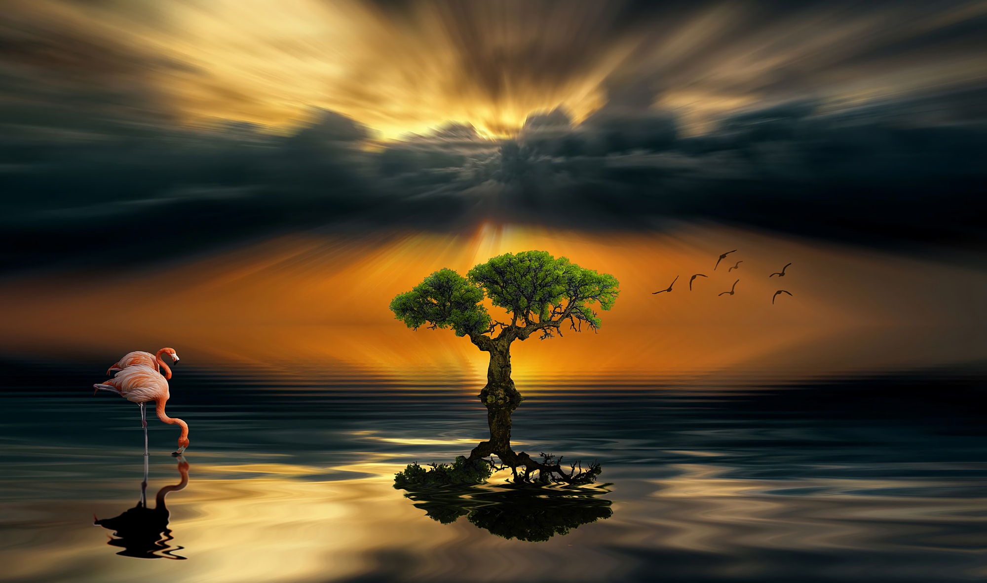 Tree and Flamingos Sunset Reflection by Nasser Osman