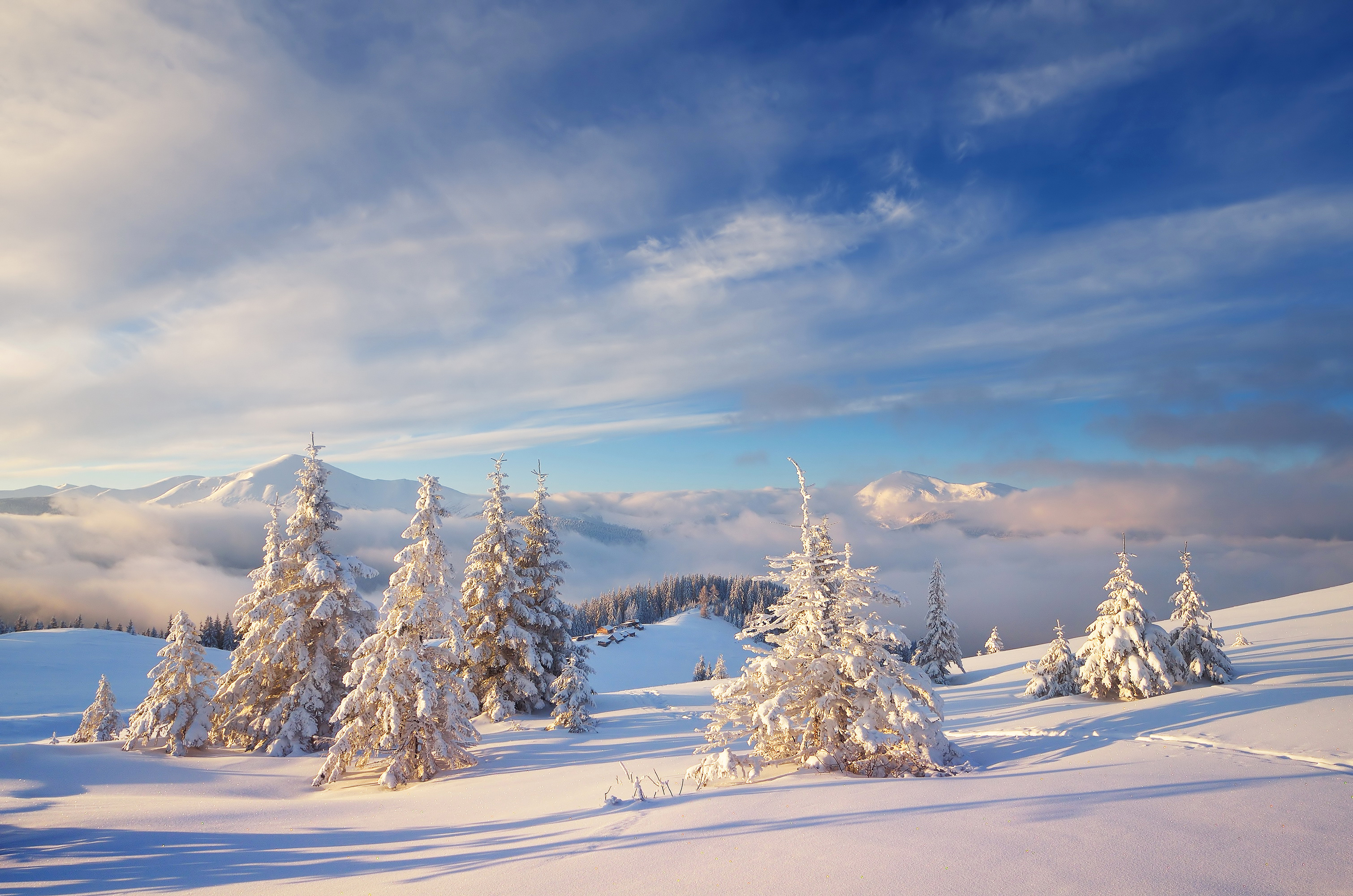 Download Snow Forest Tree Nature Winter HD Wallpaper
