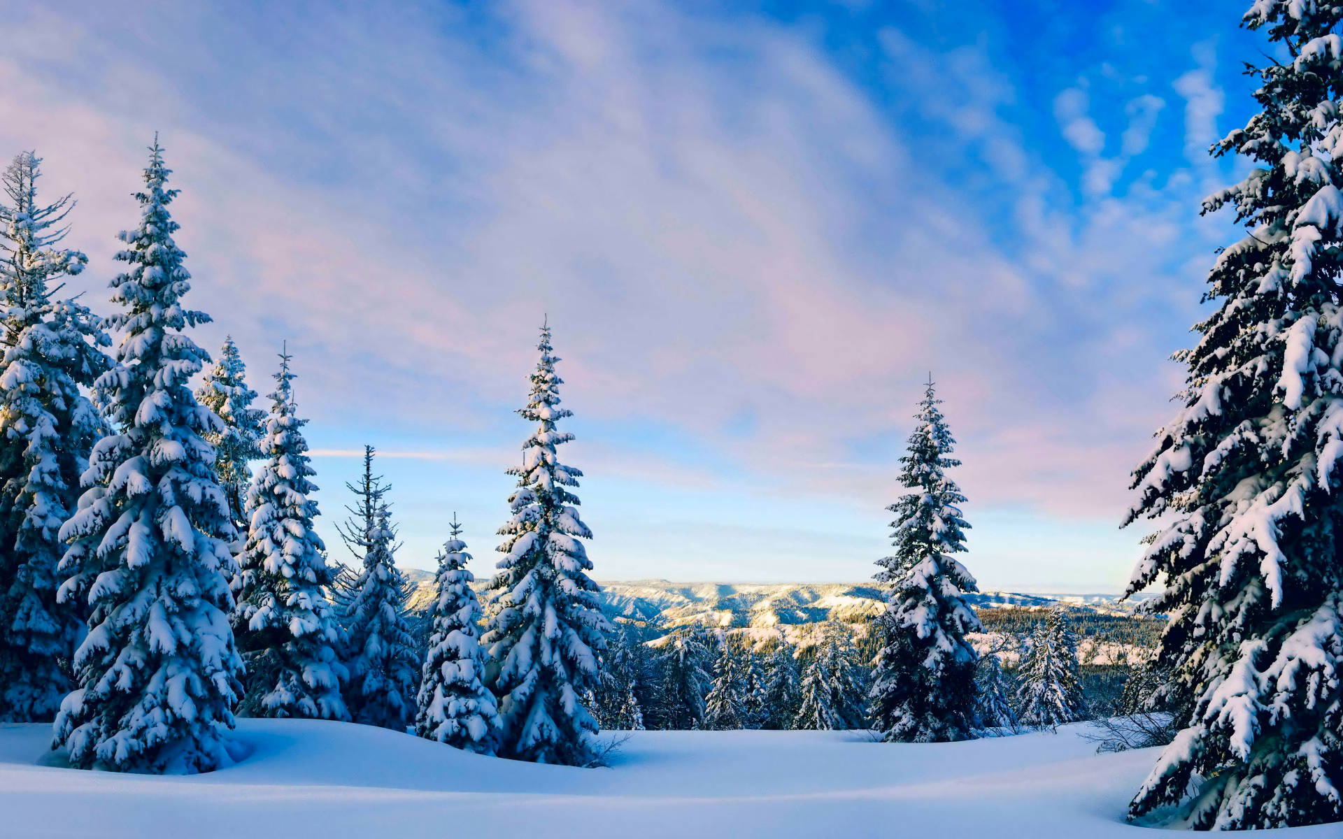 Download Snow Forest Tree Nature Winter HD Wallpaper | 1920x1200 ...