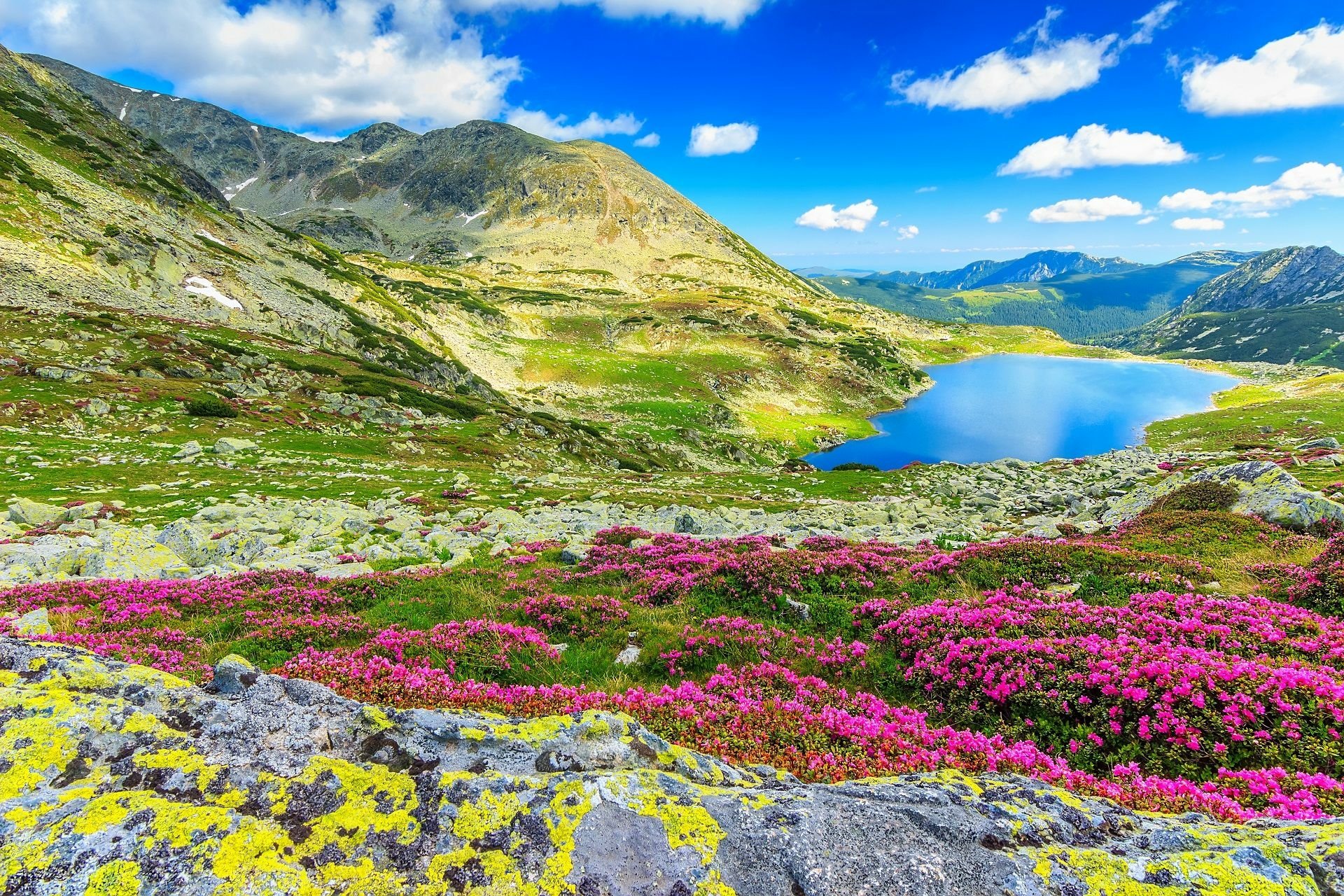 Vibrant nature landscape showing blooming pink flowers, rocky terrain, a serene mountain lake, and clear blue skies, captured in HD for desktop wallpaper use.