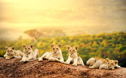 Five playful lion cubs lounge on a rocky perch, surrounded by a lush green landscape. This vibrant HD wallpaper captures their innocence and charm in the wild.