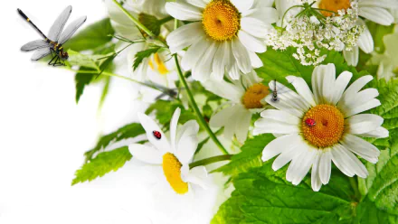 chamomile nature daisy HD Desktop Wallpaper | Background Image