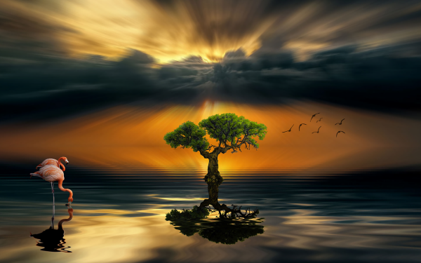 Nature Reflection Tree Bird Flamingo Sunset HD Wallpaper | Background Image