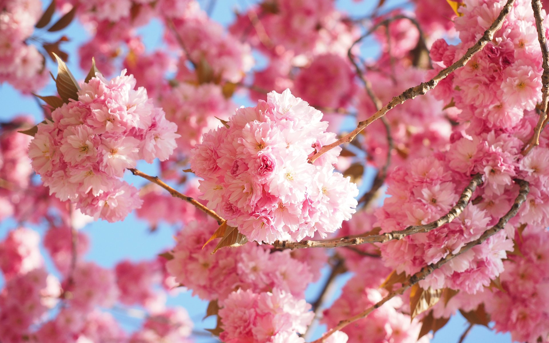 Download Spring Blossom Nature Sakura 4k Ultra HD Wallpaper