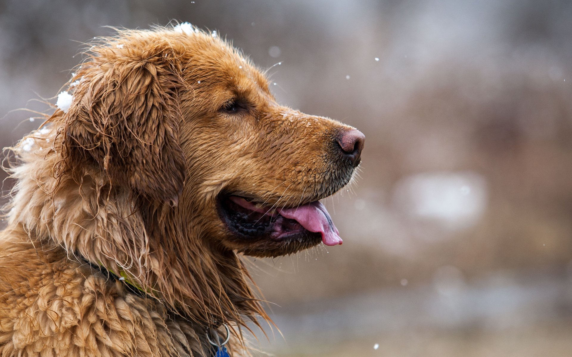 Animal Golden Retriever 4k Ultra HD Wallpaper by Zanny Stwertka