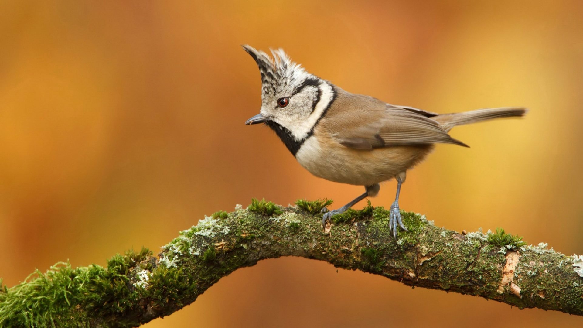 Bridled Titmouse HD Wallpaper Hintergrund 1920x1080 ID709176