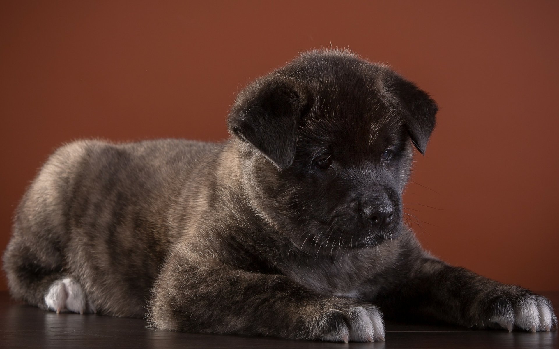 Download Puppy Dog Animal Akita HD Wallpaper