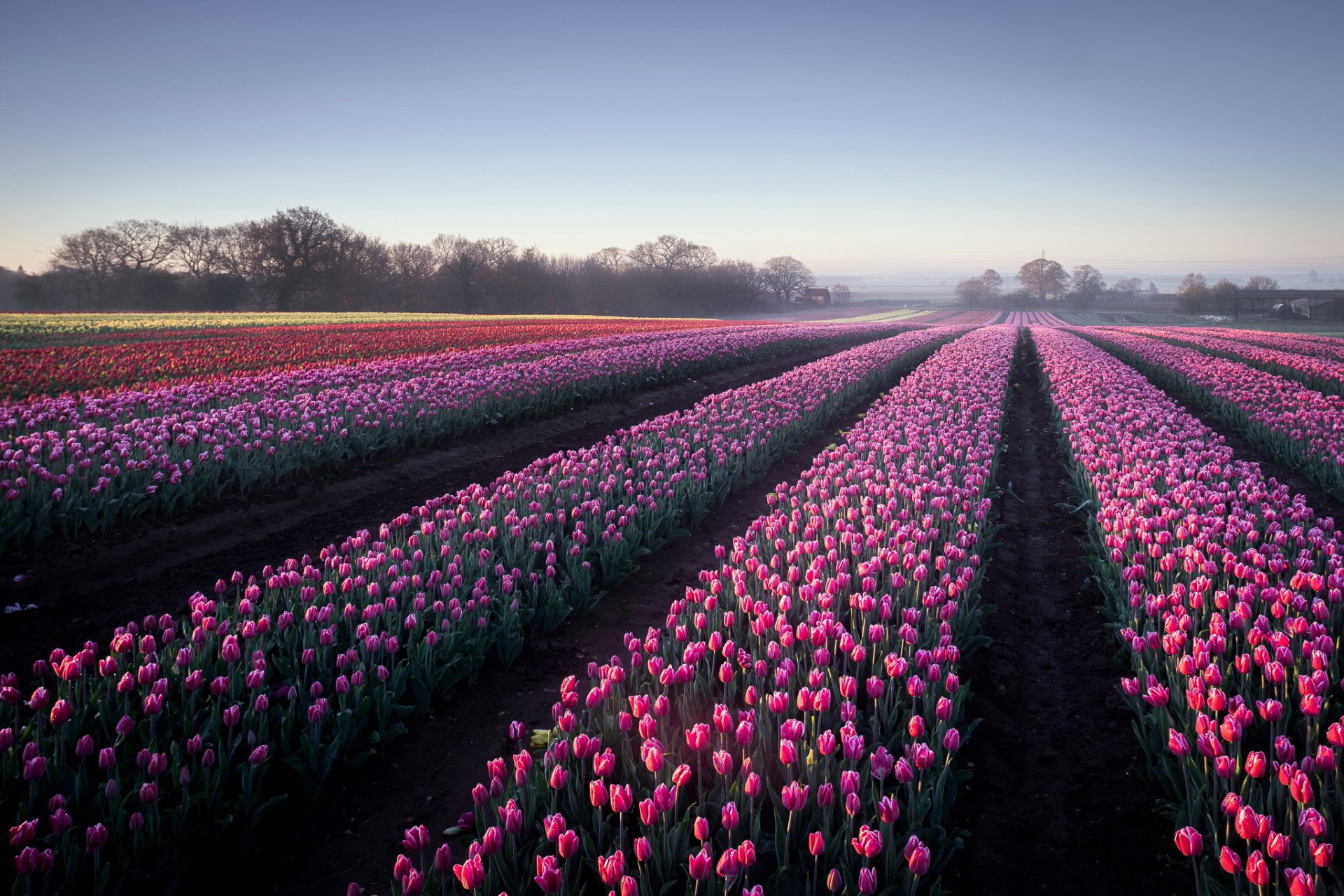 Download Landscape Field Pink Flower Nature Flower Tulip HD Wallpaper