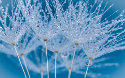 Close-up macro of fluffy plant seeds adorned with sparkling water drops, captured in stunning 4K Ultra HD for a vibrant nature-themed PC desktop wallpaper.