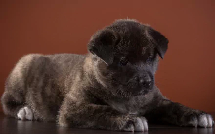 puppy dog Animal akita HD Desktop Wallpaper | Background Image