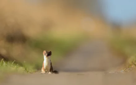 Animal marten HD Desktop Wallpaper | Background Image