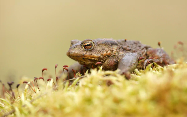 frog Animal toad HD Desktop Wallpaper | Background Image