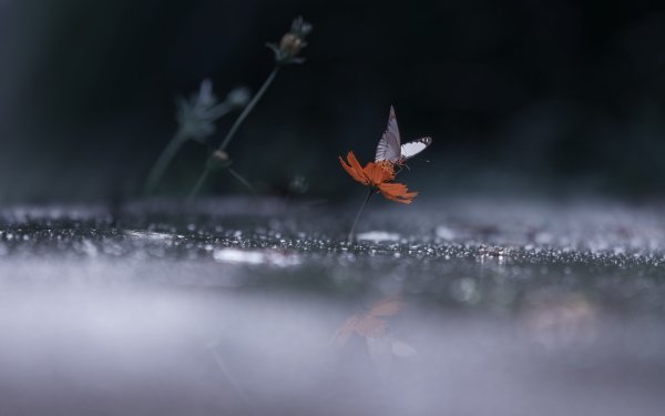 Animal Butterfly Rain Insect Flower HD Wallpaper | Background Image