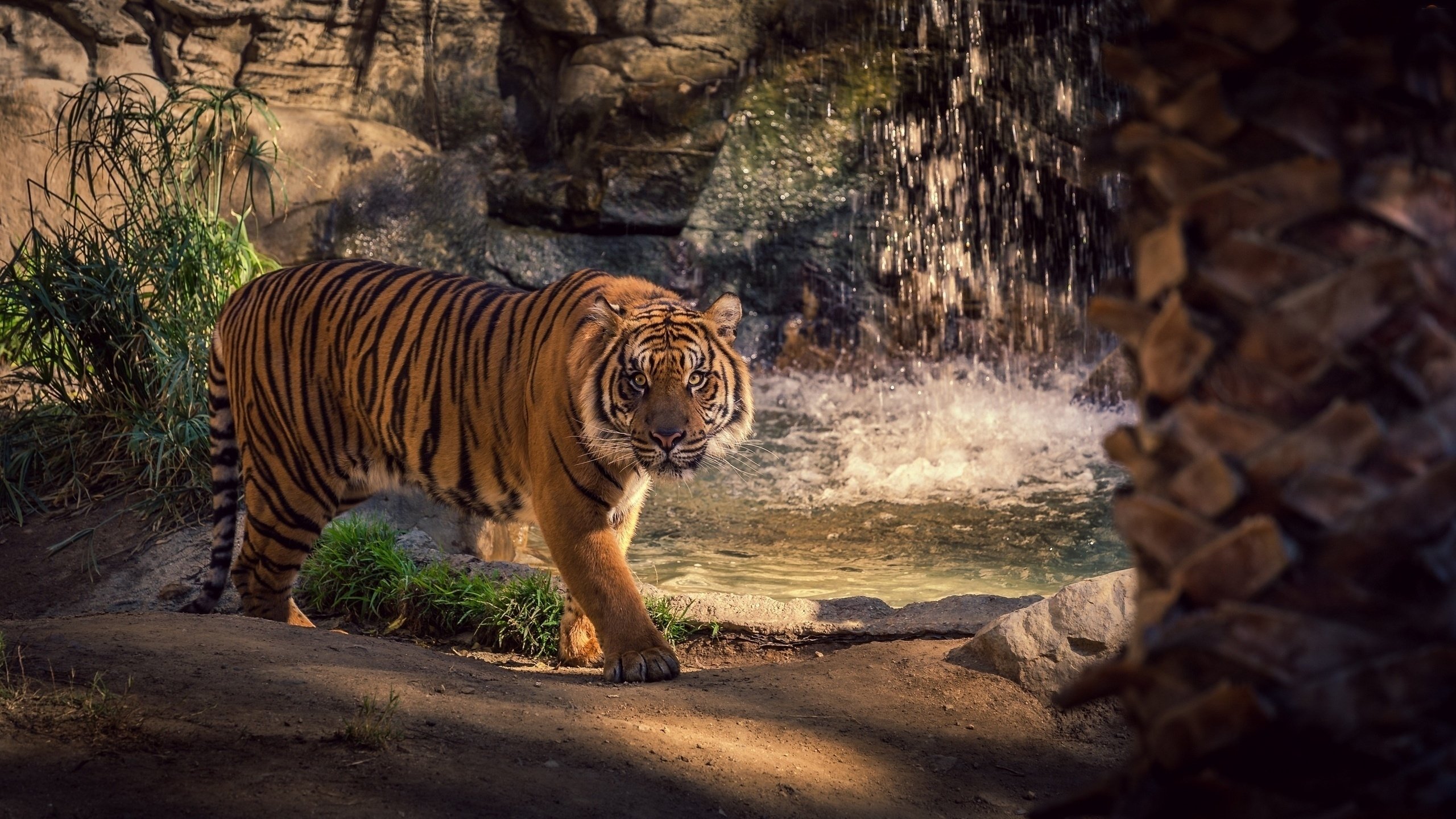Bengal tiger walking around pool
